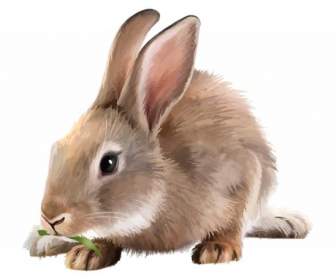 一隻兔子吃草