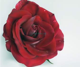 Une Rose Rouge