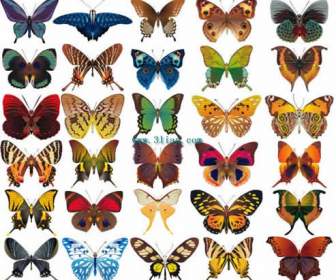 Eine Vielzahl Von Schmetterlingen