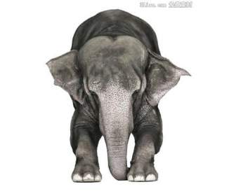Materiale Psd Dell'elefante Africano