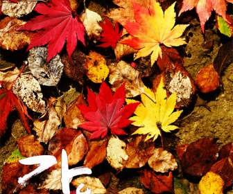 秋天的樹葉背景 Psd 素材