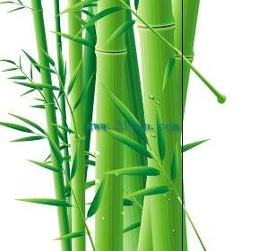 Bambusa Oldhamii