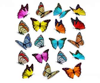 Kupu-kupu Indah