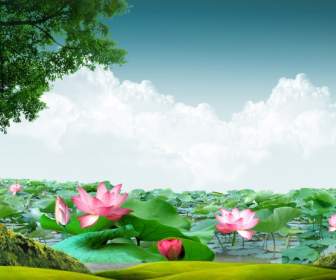 Beautiful Lotus Background Psd Material