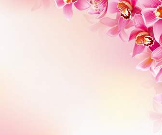 Beautiful Orchids Decorate The Background
