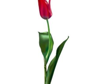 Tulip Yang Indah