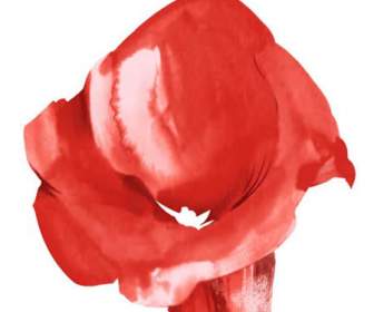 大紅花分層圖像