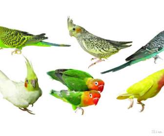 Bird Parrot Psd Material