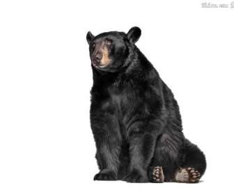 Beruang Hitam Psd Bahan