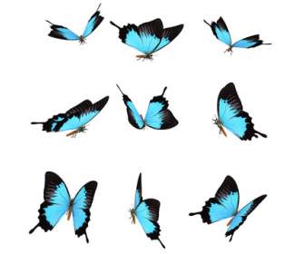 Trucs De Png Papillon Bleu