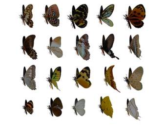 Farfalla Materiale Png