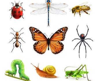Iconos De Dibujos Animados Los Insectos