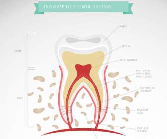 Cartoon Tooth Morphology And Anatomy