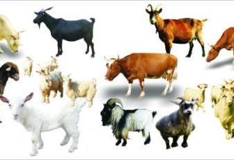 牛や羊のデザイン素材