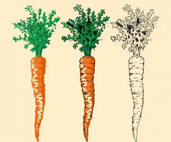 Цветные морковь