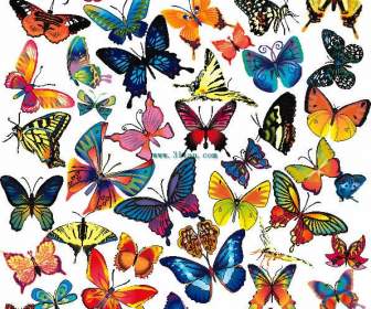 красочные бабочки