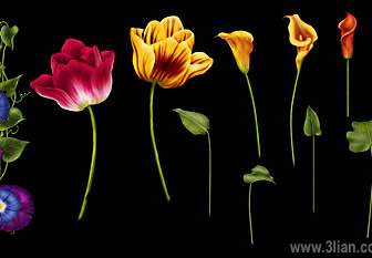 Ordinateur Dessiné Tulipes Fleur Ipomée