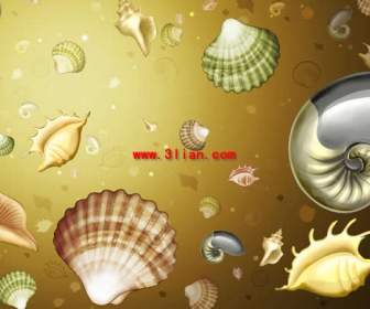 conch shell background