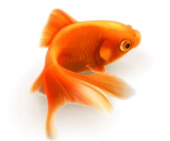 Cute Little Goldfish
