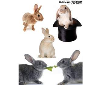cute rabbit psd material