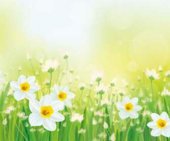 Sfondo Sogni Ciuffi Daffodil