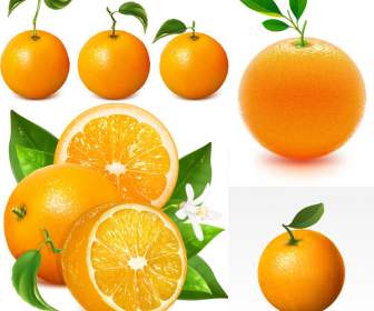 Délicieuses Oranges Fraîches