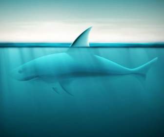 Conception Des Requins Océaniques