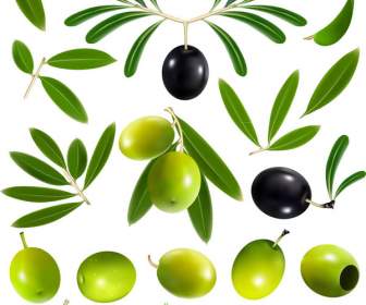 Progettazione Di Olive E Olio D'oliva