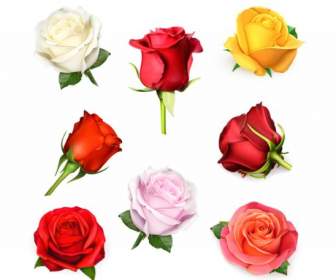 Diversi Colori Di Rose