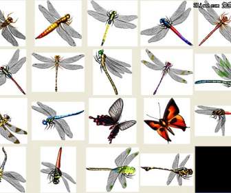 Dragonfly Psd Bahan