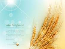 Dream Golden Wheat