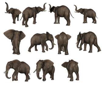 Iconos Png Material De Elefante