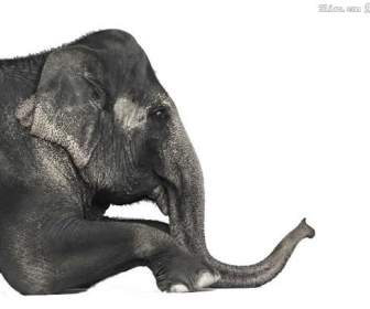 Gajah Psd Bahan