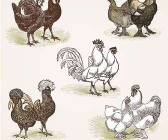 пять петухов кур