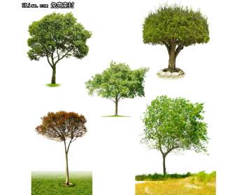 пять деревьев Psd материал
