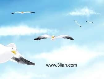 Flying Sea Gulls