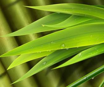 Frischen Bambus Blätter Hintergrund Psd Vorlage