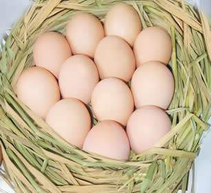 新鮮な卵の Psd 素材