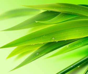 新鮮な緑の竹の Psd 素材