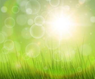Fresh Green Grass And Sunshine Backgrounds
