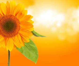 Gaudy Sunflowers Background