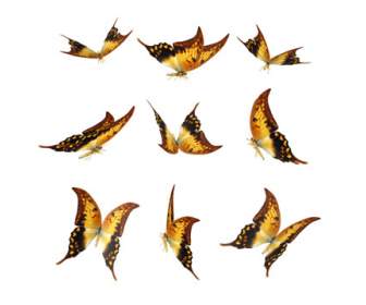 Golden Butterfly Png Icons