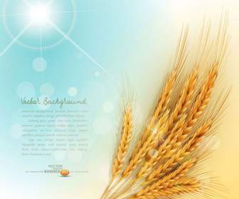 黄金の小麦の背景