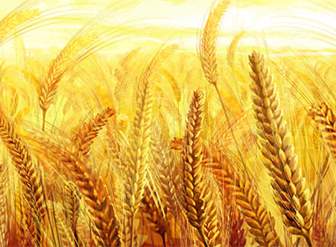 Golden Wheat Backgrounds Psd Layered Templates