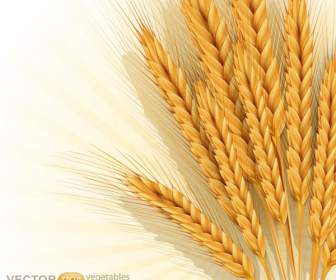 秋の黄金の小麦の収穫