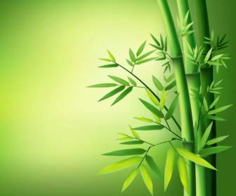 Bambu Verde