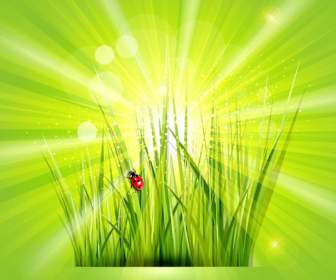 Yeşil Uğur Böceği Güneş Arka Planlar