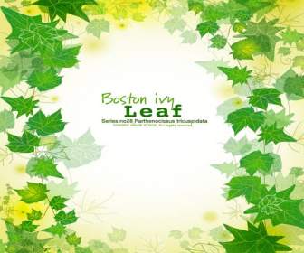 Green Leaf Background Lace
