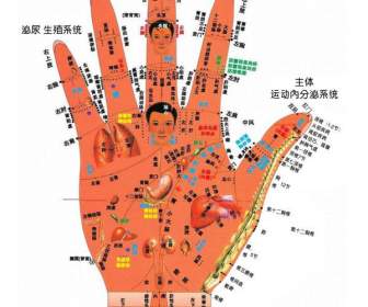 Hand-Akupunktur-Punkte Auf Der Psd-Vorlage