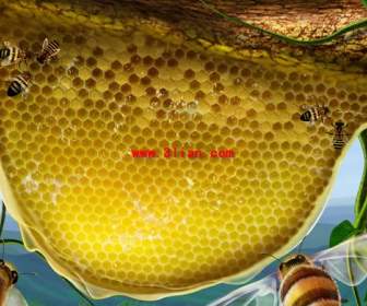 손 그린 꿀벌 벌집 둥지 일몰 보기에 소스 파일